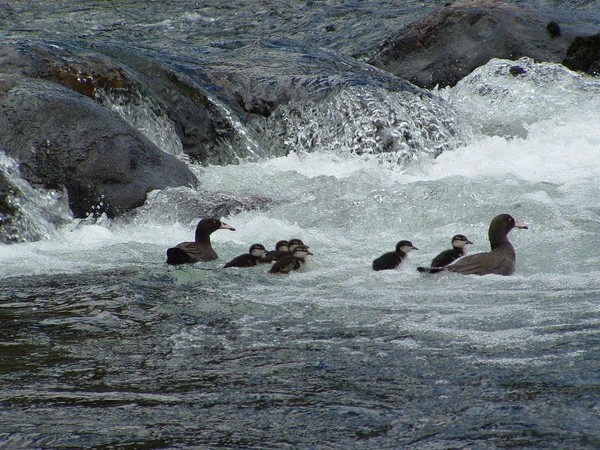 he whio, or blue duck, is one of New Zealand's most endangered birds.